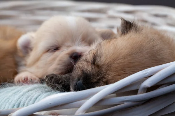 Pomeranian spitz cachorros. —  Fotos de Stock