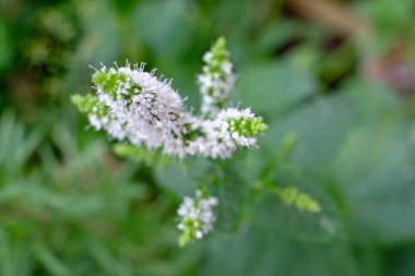Çiçekli taze nane.