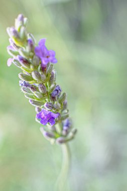 Tek lavanta çiçeği