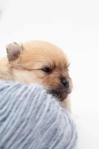 Pomeranian spitz cachorro. — Foto de Stock