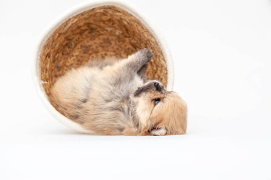 Pomeranya Tükürük Köpeği.