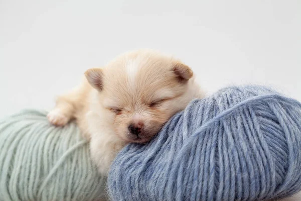 Pomeranya Tükürük Köpeği. — Stok fotoğraf