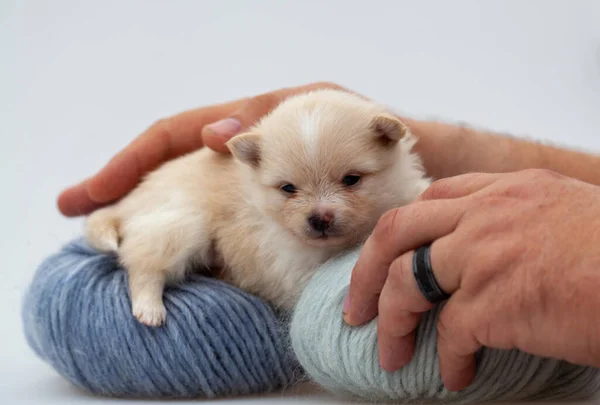 Pomeranian spitz cachorro. — Foto de Stock