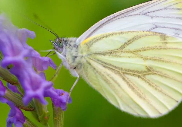 Grand Chou Papillon blanc sur lavande — Photo