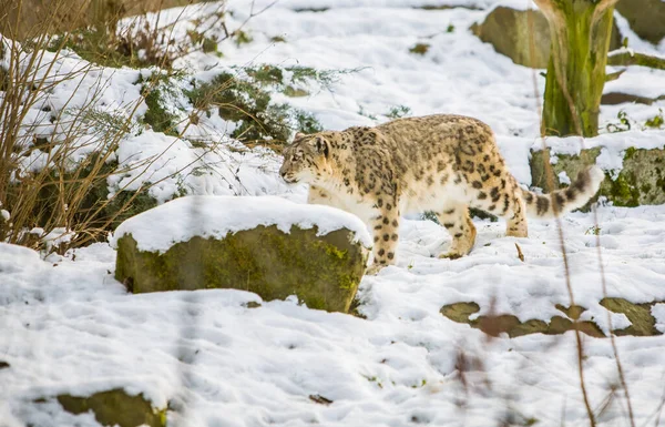 Снежный барс, Panthera uncia — стоковое фото