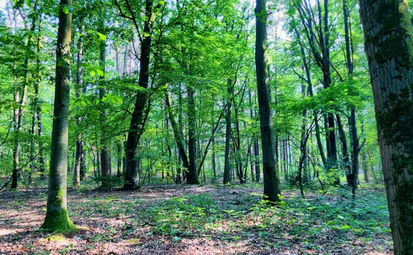 Árboles altos con hojas verdes a lo largo del sendero forestal — Foto de Stock