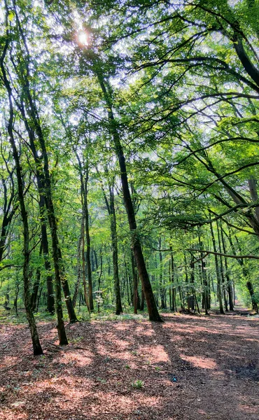 森の道に沿って緑の葉を持つ背の高い木 — ストック写真