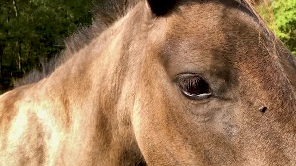 Ojo equino parpadeando en cámara lenta — Vídeos de Stock