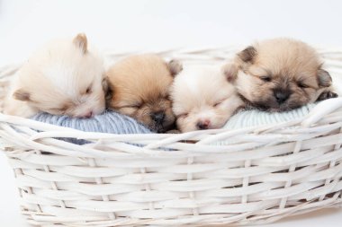 Pomeranya köpek yavruları..