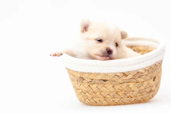 Filhote de cachorro spitz da Pomerânia. — Fotografia de Stock