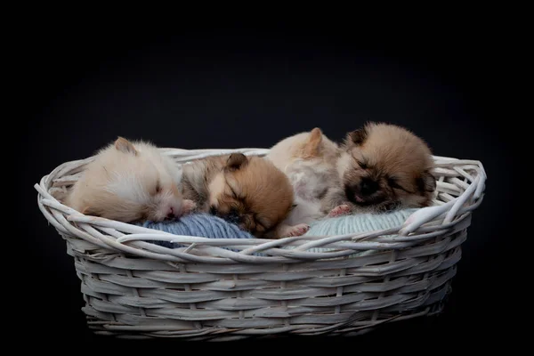 Pomeranya köpek yavruları.. — Stok fotoğraf