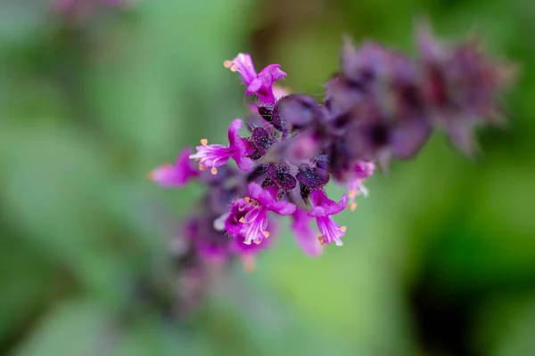 Flor de manjericão santo vermelho — Fotografia de Stock