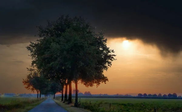 Un chemin avec sur l'herbe et les arbres — Photo