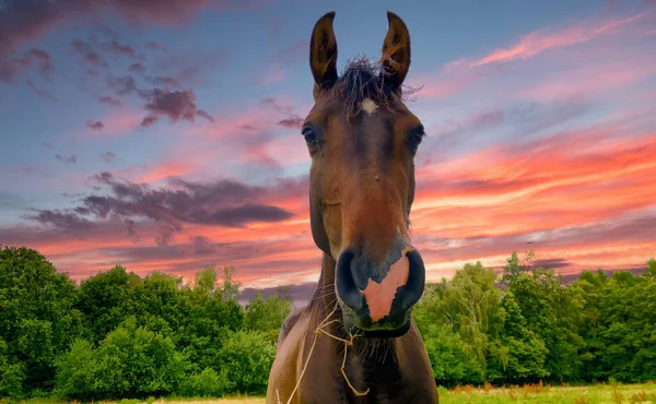 En närbild av en häst som tittar på kameran — Stockfoto