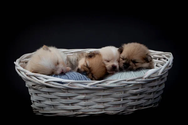 Pomeranian spitz cachorros de perro. — Foto de Stock