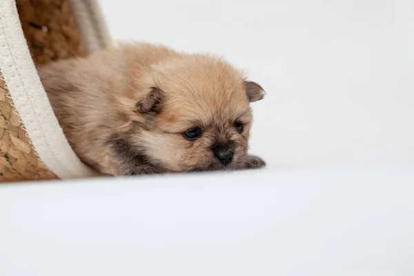 Filhote de cachorro spitz da Pomerânia. — Fotografia de Stock