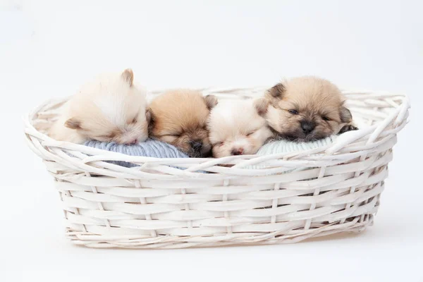 Pommerse spitz hond puppy 's. — Stockfoto