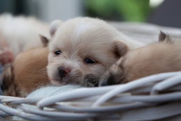 Pomeranian spitz cachorros. —  Fotos de Stock