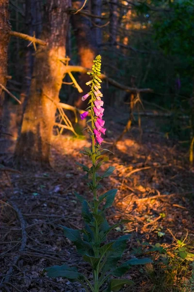 Lindas flores de luva ou digitálicos roxos — Fotografia de Stock