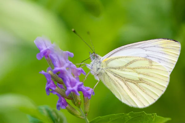 Grand Chou Papillon blanc sur lavande — Photo