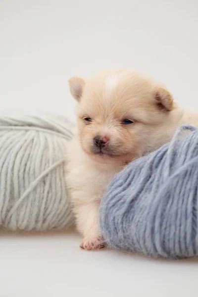 Pomeranian spitz cachorro. —  Fotos de Stock