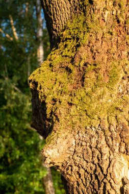 Güneşli bir günde bir ağacın kabuğunda yosun..