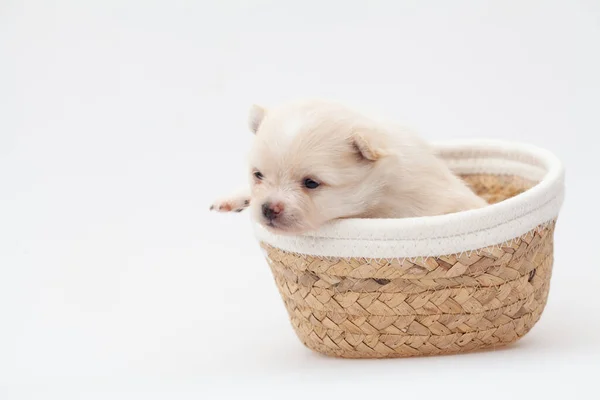 Filhote de cachorro spitz da Pomerânia. — Fotografia de Stock