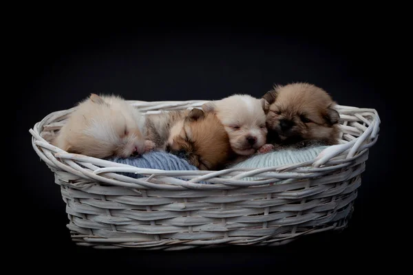 Pomeranian spitz cachorros de perro. — Foto de Stock