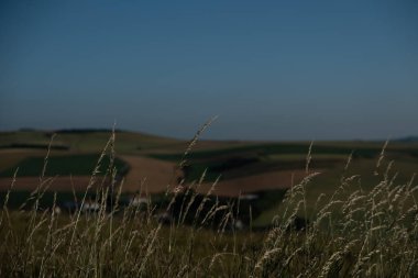 Cap Blanc-Nez, Escalles, Pas-de-Calais, Hauts-de-France, Fransa, 29 Temmuz 2025, sakin bir manzara canlı bir şekilde sergileniyor yemyeşil tepeler ve güzel açık mavi gökyüzü altında uzun otlar