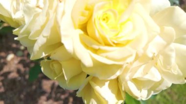 Canlı sarı güller zarif ve narin taç yapraklarını parlak güneş ışığında sergiliyorlar.