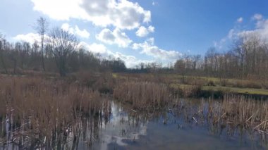 Su, yeşil sazlıklar ve bulutlu gökyüzü ile sakin bir sulak arazi sahnesi. Barış isteyen doğa aşıkları için ideal.