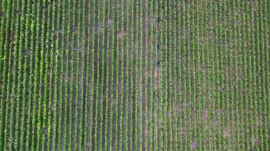 Trois-Puits, Reims, Marne, Grand-Est, Fransa, 28 Ağustos 2025, Champagne Area, çarpıcı bir hava görüntüsü canlı ve sağlıklı üzüm bağlarıyla dolu olan bağları yakalıyor.