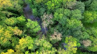 Bu nefes kesen hava perspektifi, yumuşak bir akıntıyla birlikte canlı bir ormanı güzel bir şekilde sergiliyor.