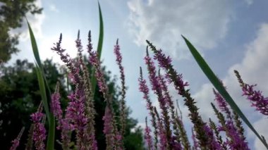 Yukarıda bulutlu bir gökyüzünün altında güneşi aramak için yukarıya doğru uzanan pembe çiçeklerin çarpıcı canlı bir görüntüsü.