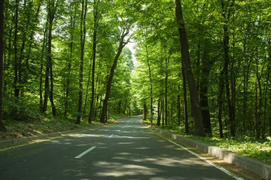 Bir yol park veya ormandaki bir yol. Yüksek yeşil ağaçlar. Yaz günü.