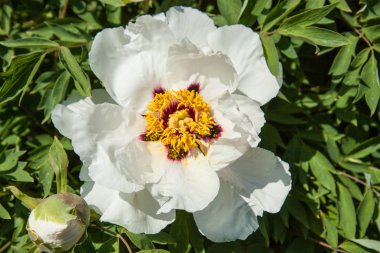 Bir yaz bahçesinde ağaç benzeri şakayık güzel bir çiçek. Makro ayrıntı beyaz-pembe çiçek.