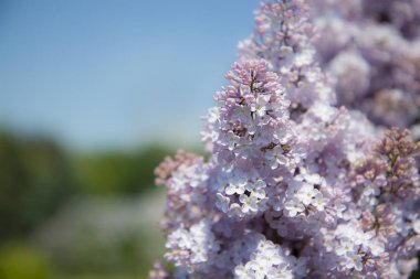 Nazik bir pembe Lila üzerinde arka plan bulanık. Kartpostal ile bir yazıt için bir yer.