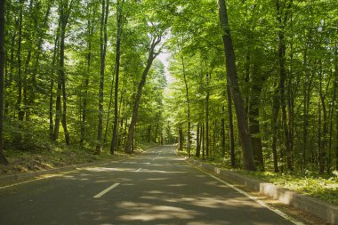 Bir yol park veya ormandaki bir yol. Yüksek yeşil ağaçlar. Yaz günü.