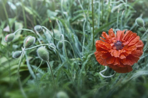 赤いケシと緑の草の背景にケシの芽をたくさん 緑の背景に赤の花 — ストック写真