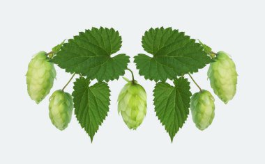 Koniler ve yaprakları, yolu ile izole hops. Yeşil hop koniler beyaz arka plan önünde bir yaprakları ile bir kompozisyon.  