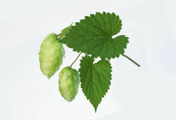 Green two hop cones with a leaf, in front of white background.  Hops cones isolated with path.