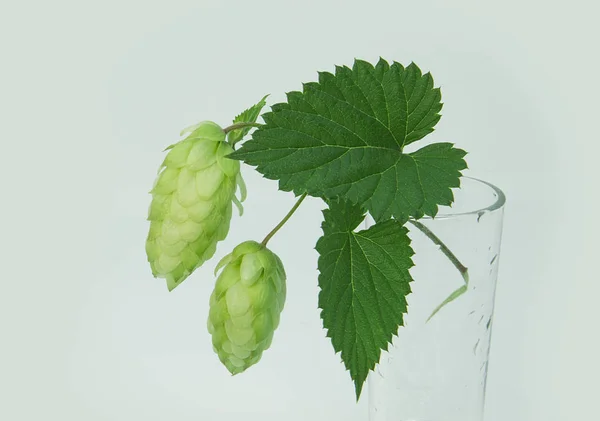 Green two hop cones with a leaf, in front of white background.  Hops cones on glass.