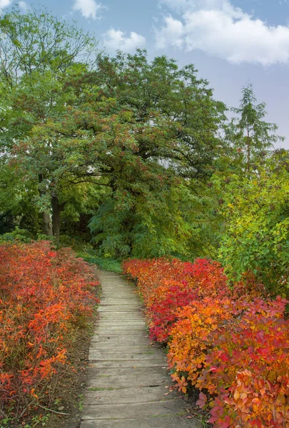 Mooie Herfst Bomen Struiken Het Park Een Heldere Park Place — Stockfoto