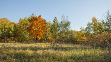 Altın Sonbahar ağaçlar. Park veya orman güzel sonbahar çayır. Güneşli sonbahar manzara.