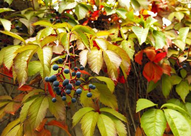 Yabani üzüm. Yaprak ve meyve. Sonbahar bahçe güzel renkli yapraklarda. Yakın çekim. Çiçek arka plan.