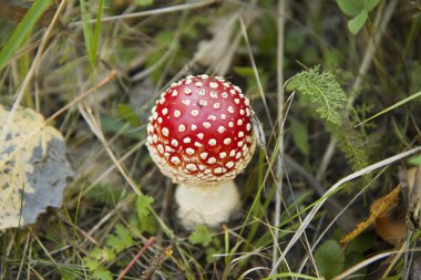 Küçük parlak kırmızı sinek agaric (amanita) çim ve düşen yapraklar. Sonbahar resim, yakın çekim.