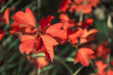 Güzel sonbahar yaprakları. Parlak güneşli bir günde. Kırmızı yaprakları çalılar. Yakın çekim.