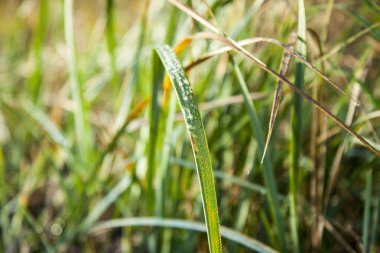 Su yeşil çimenlerin üzerinde bırakır. Yakın çekim. Güneşli sabah erken.