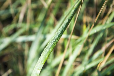 Su yeşil çimenlerin üzerinde bırakır. Yakın çekim. Güneşli sabah erken.