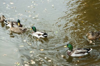 Yaban ördekleri güzel sürüsü. Sakin su ve düşen yapraklar.